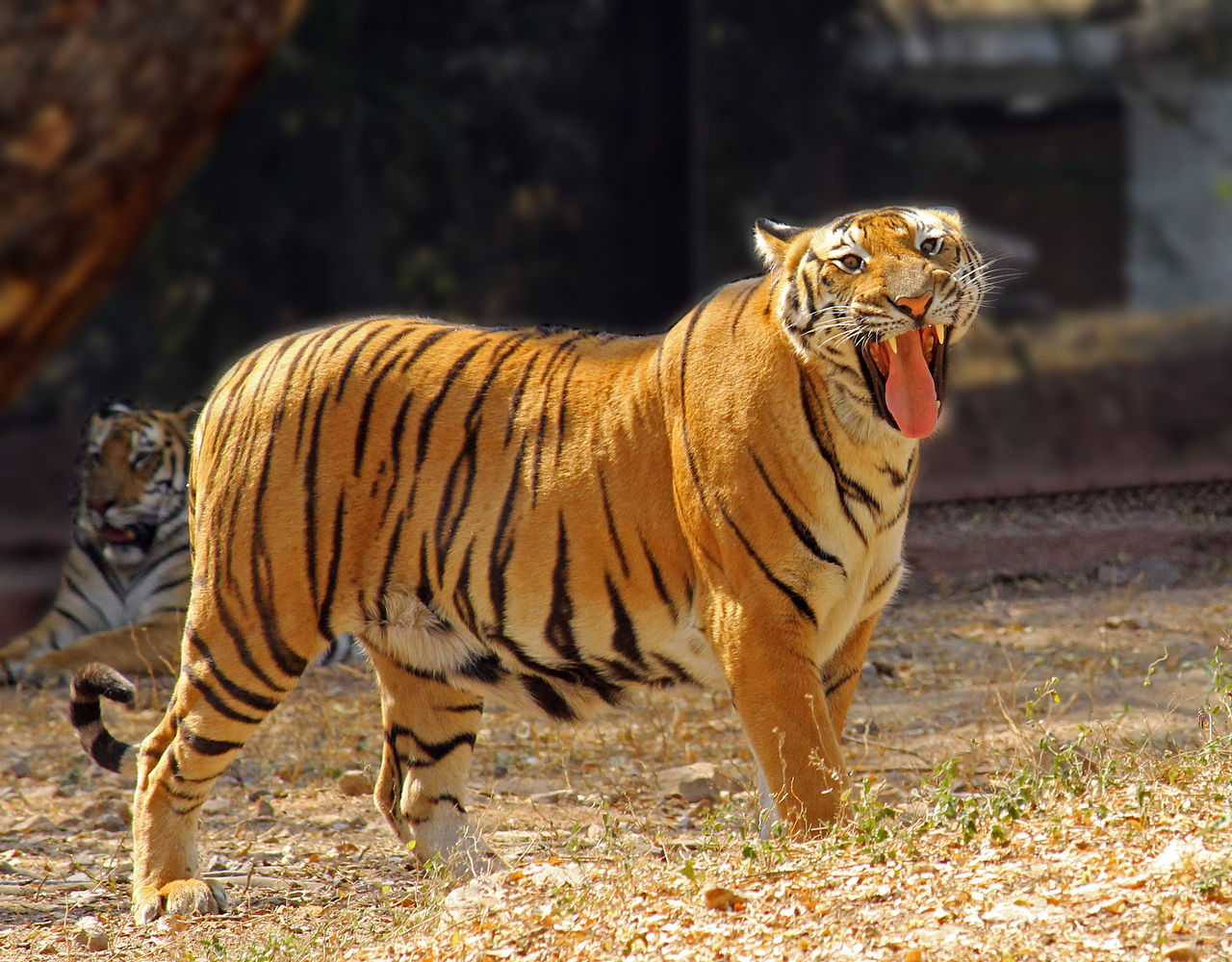 Ein ghnender Knigstiger Un tigre du Bengale en train de biller.