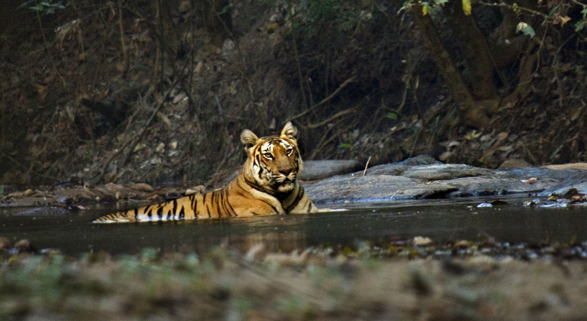 Le tigre du Bengale prend son bain.