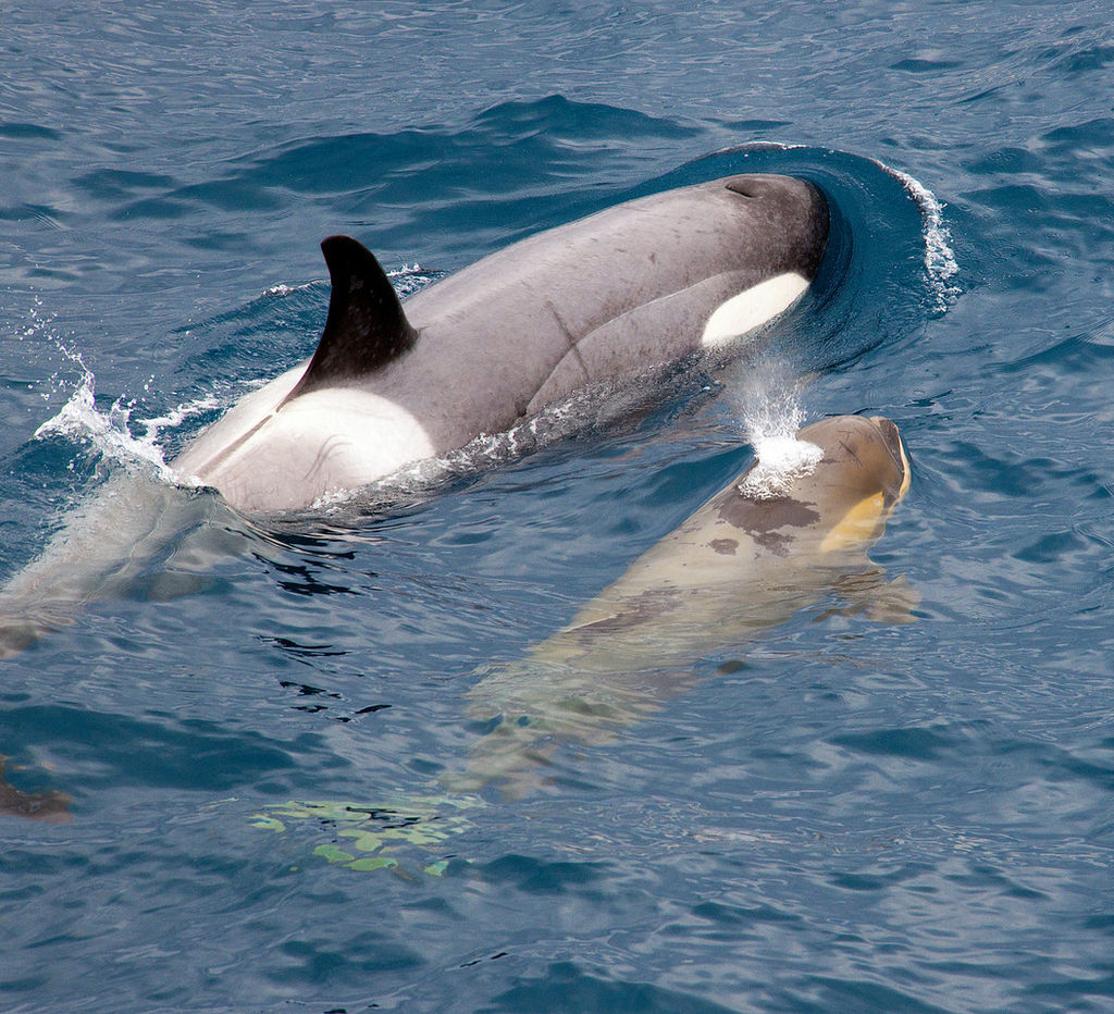 Maman orque avec son petit