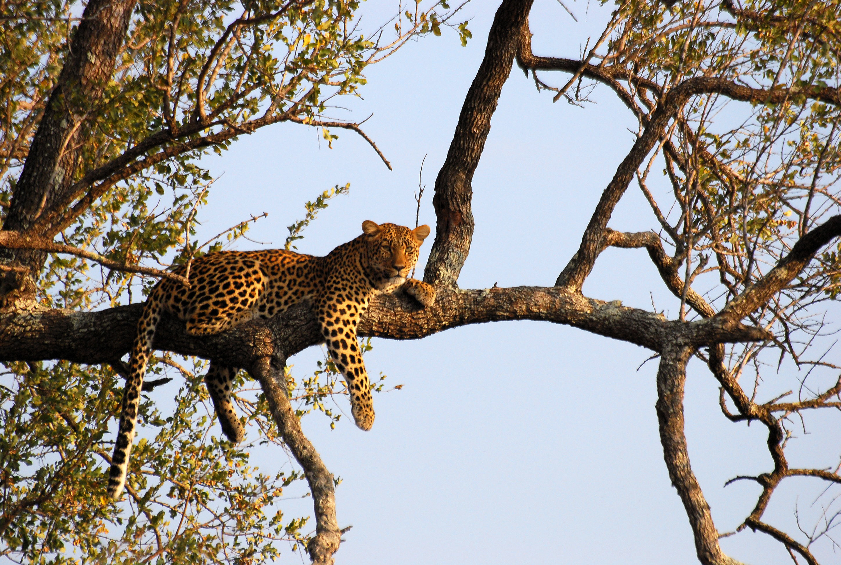 leopard sur un arbre