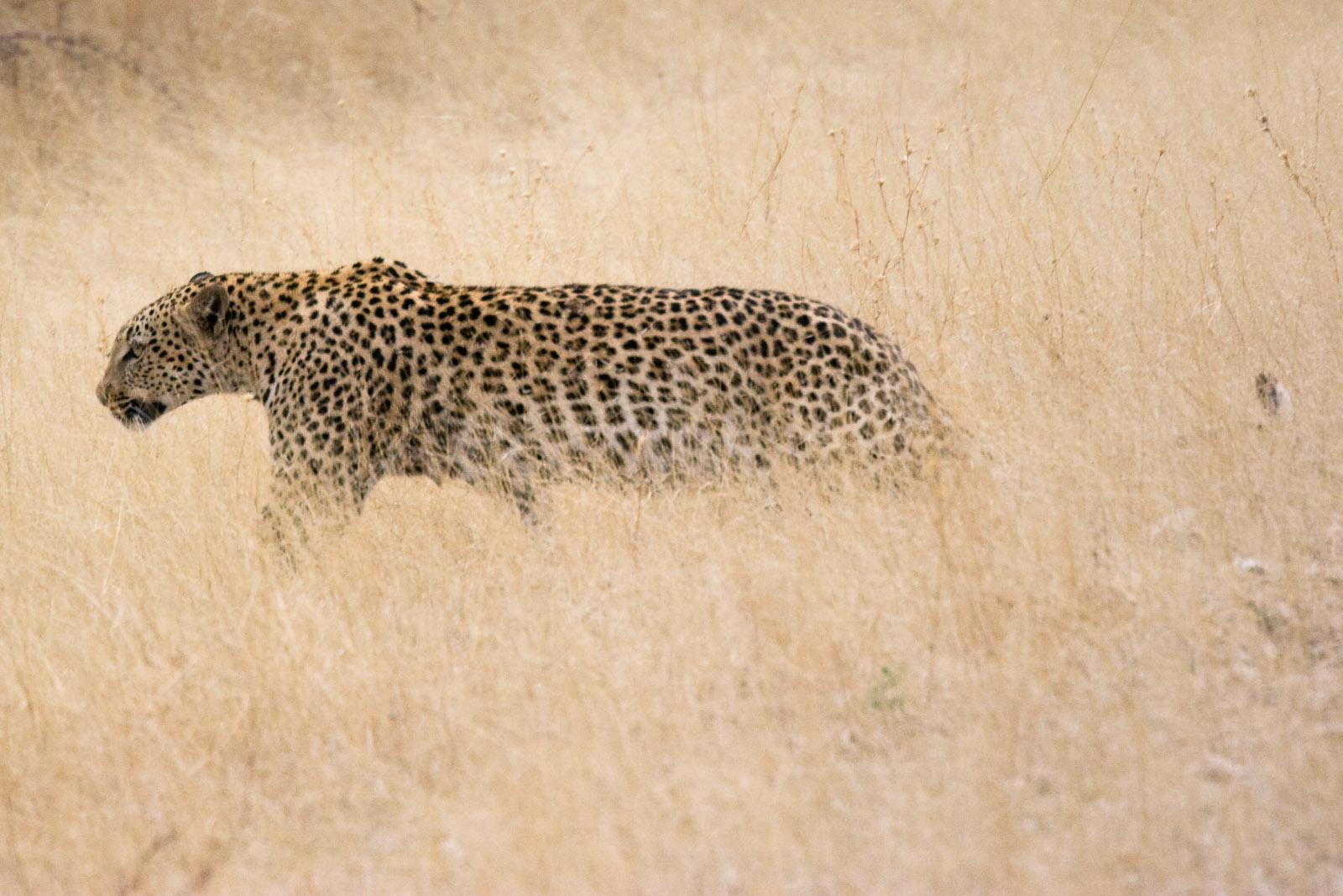 leopard dans la savane