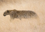 léopard d'Afrique
