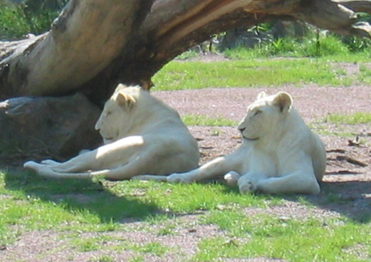 couple de lions blancs