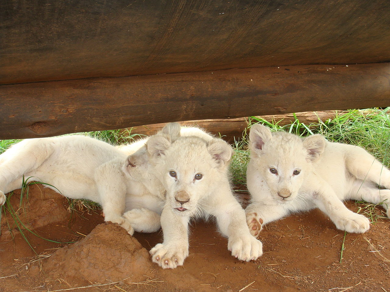 lionceaux blancs