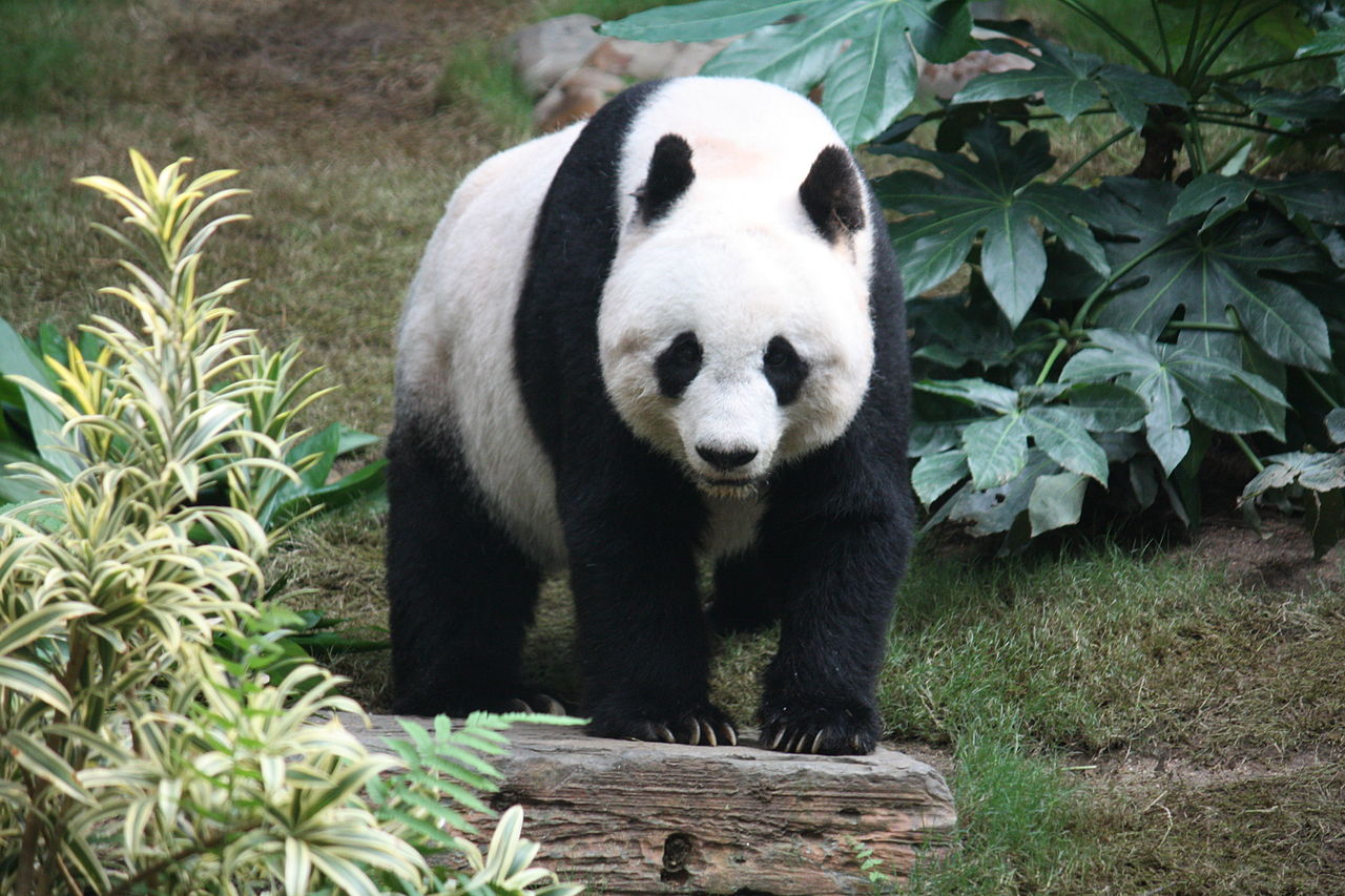 Panda gant, Hong-kong