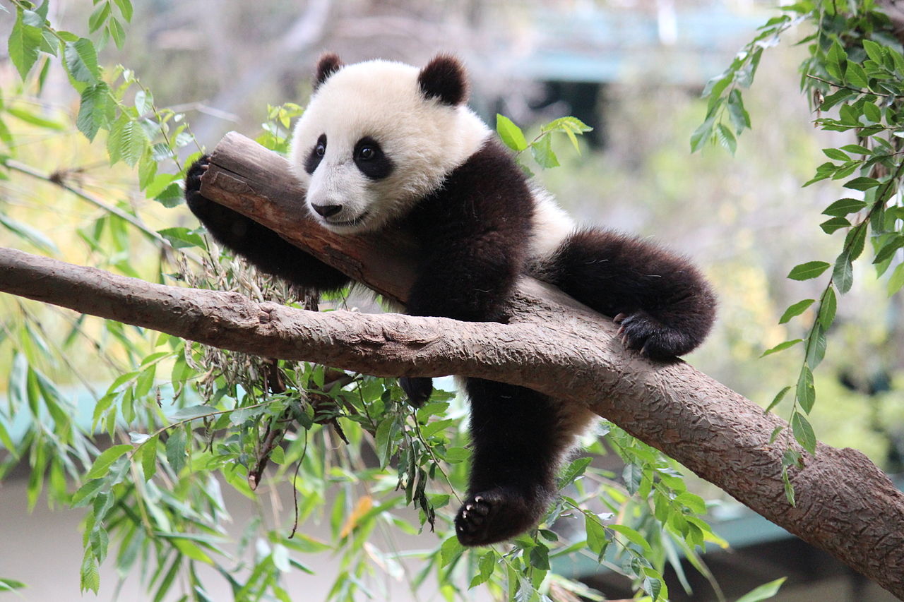Le panda Xiao Liwu, San Diego