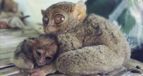 Philippinen-Koboldmaki mit Baby