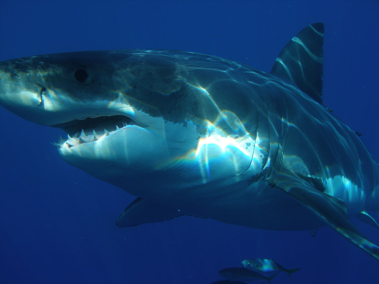 requin blanc, le Gadalupe, Mexique