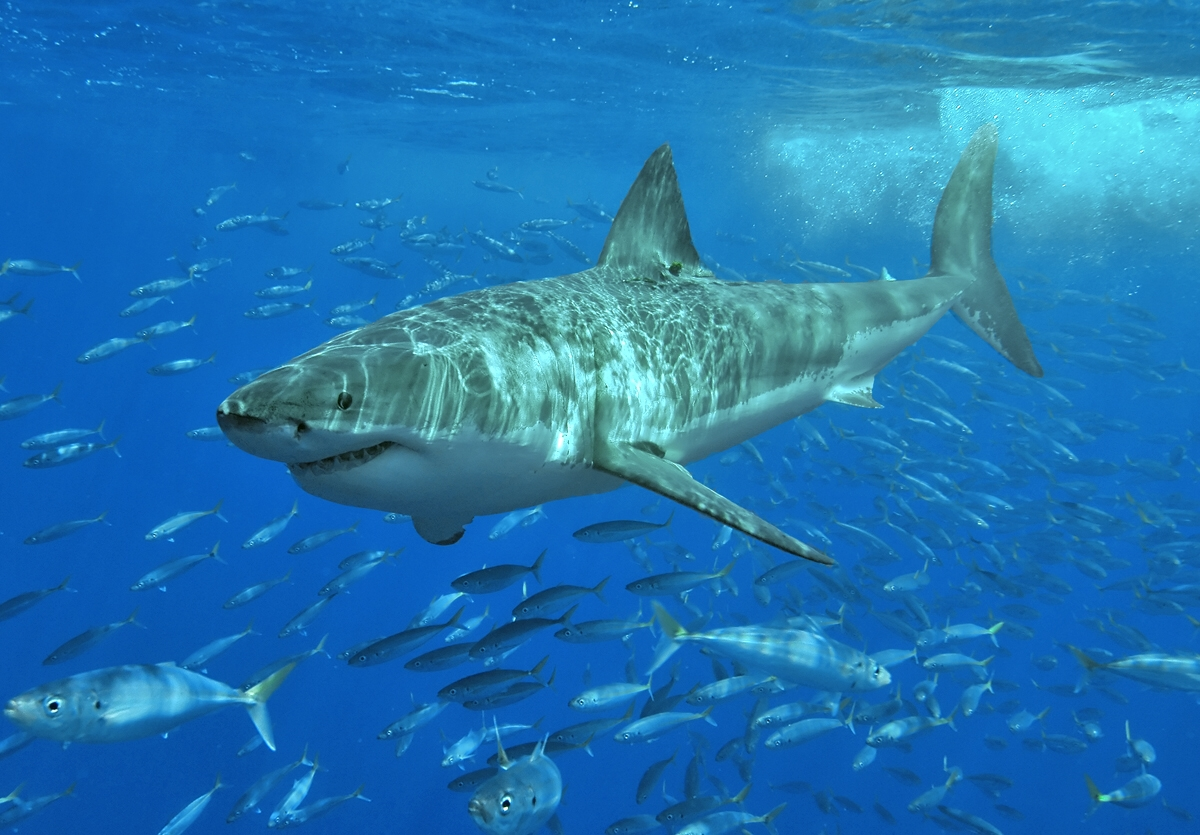 requin blanc, le Gadalupe, Mexique, longueur 3,30 m  3,60 m