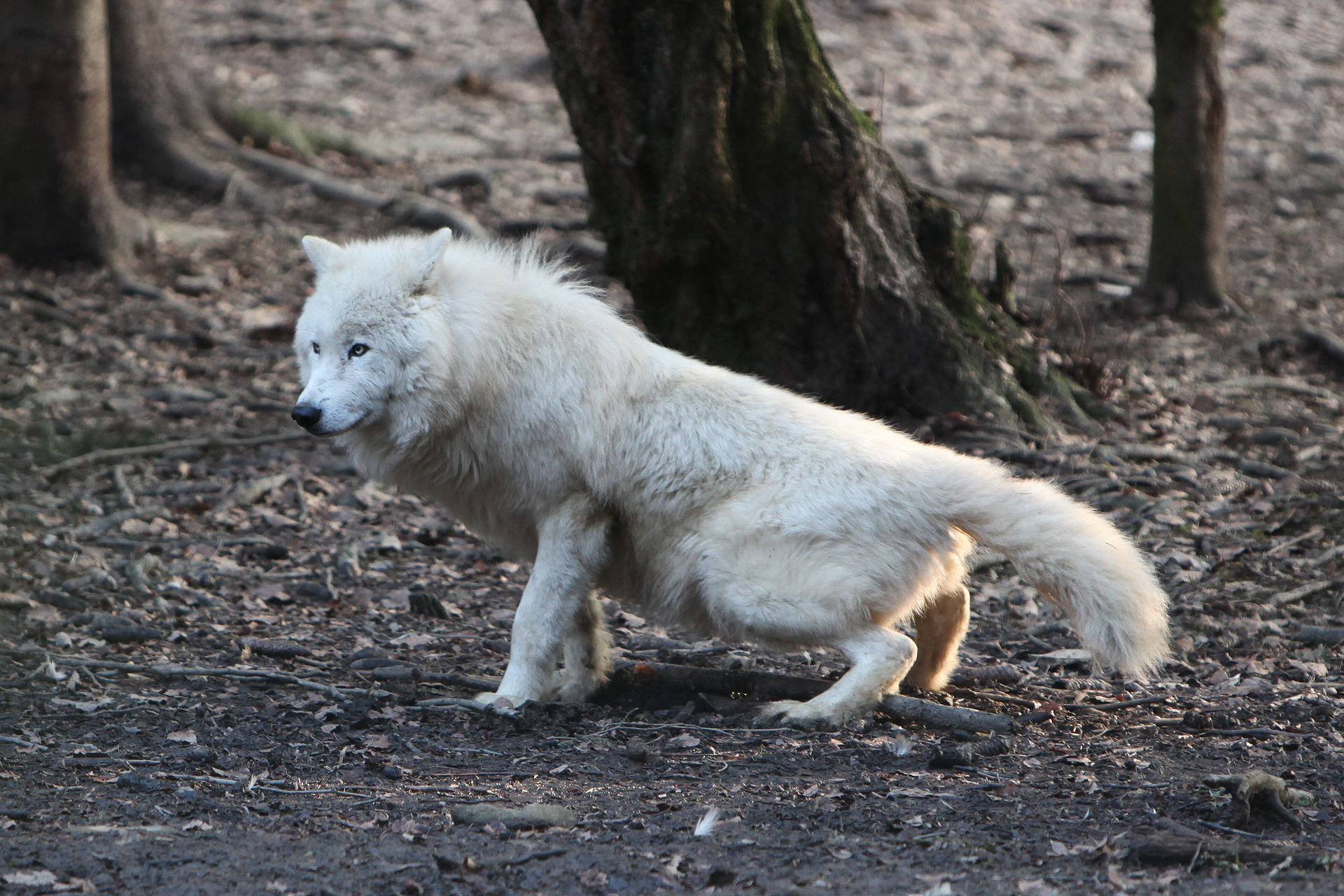 Loup arctique en captivit