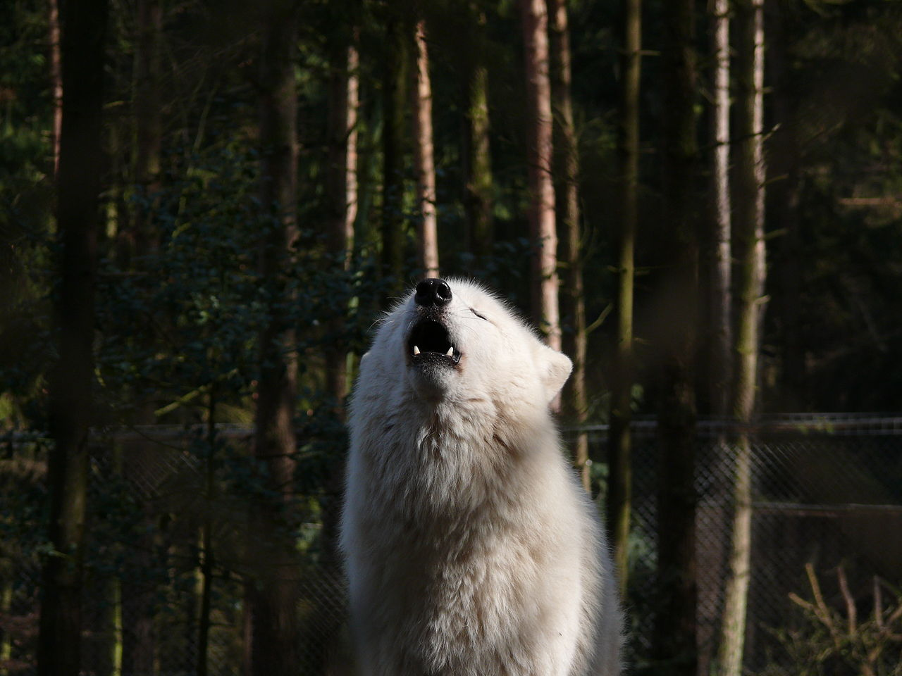 Loup arctique hurlant